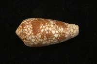 藏品(金翎芋螺)的圖片